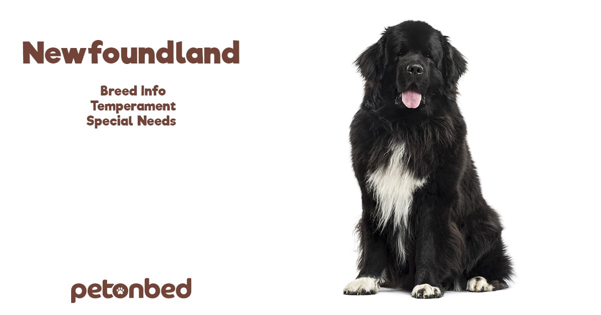 Newfoundland (Newfie) Dog Breed Info, Temperament & Breeders