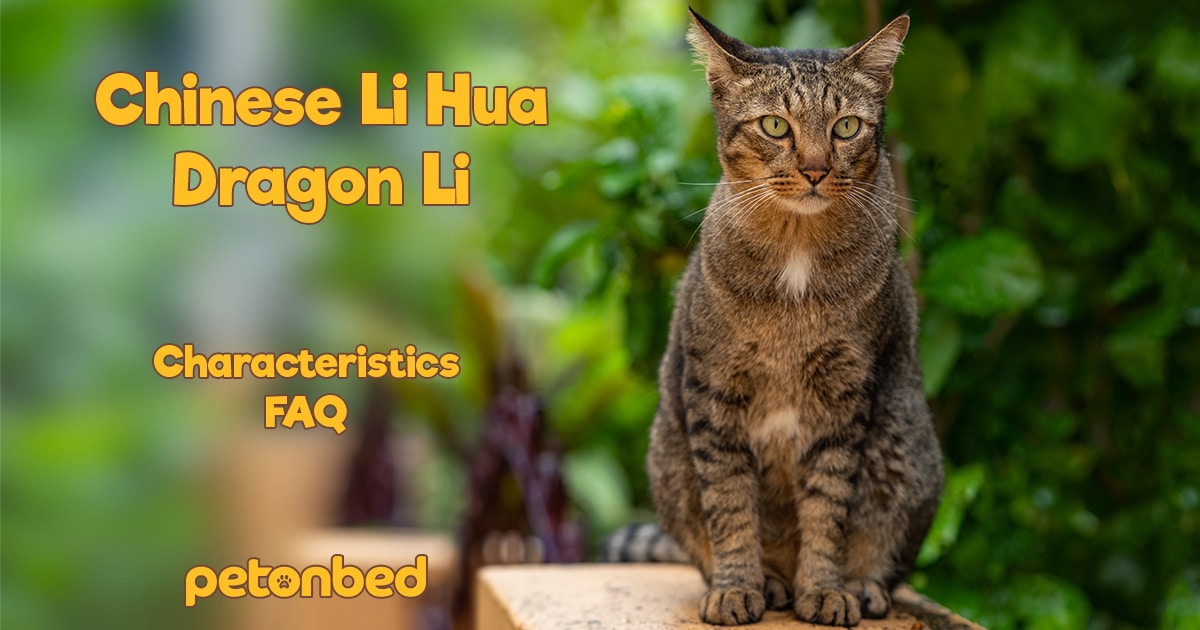 Chinese Li Hua Dragon Li Cat Breed Info, Nutrition, Grooming, Adopting