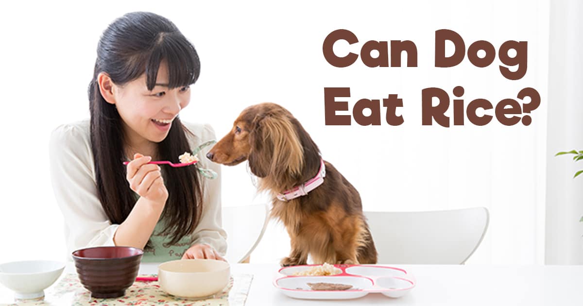 Can Your Dog Eat Rice