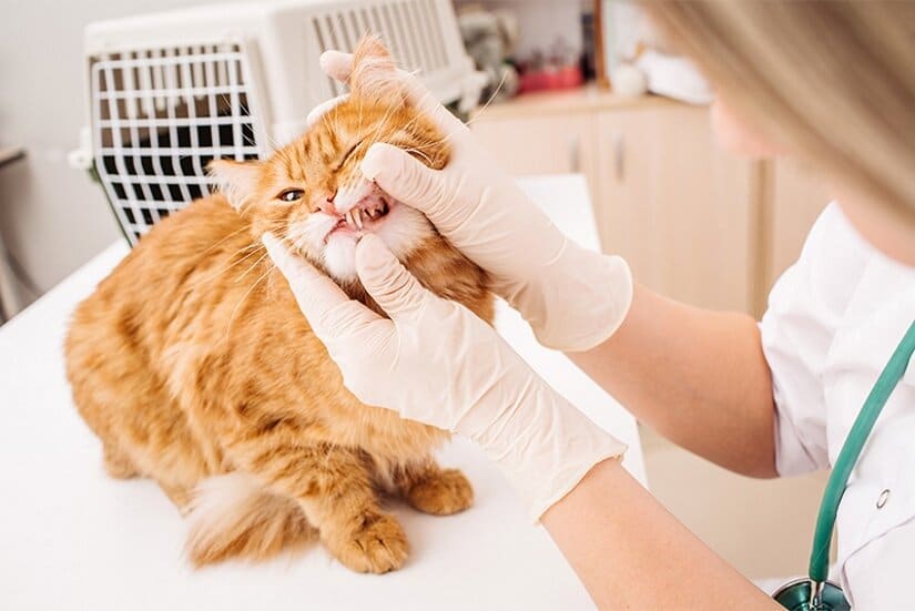 How to Treat Gingivitis in Cats and How to Properly Reverse it?