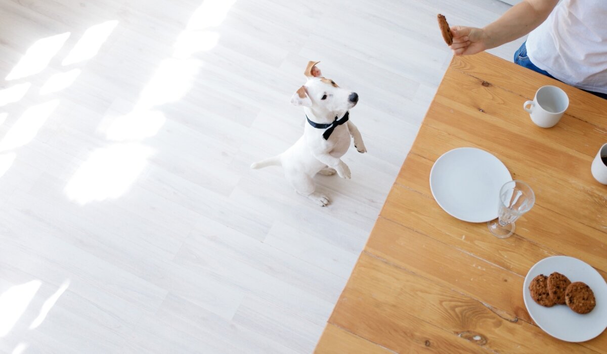 Oatmeal for Dogs Benefits for Skin, Allergies & Diet • Pet on Bed