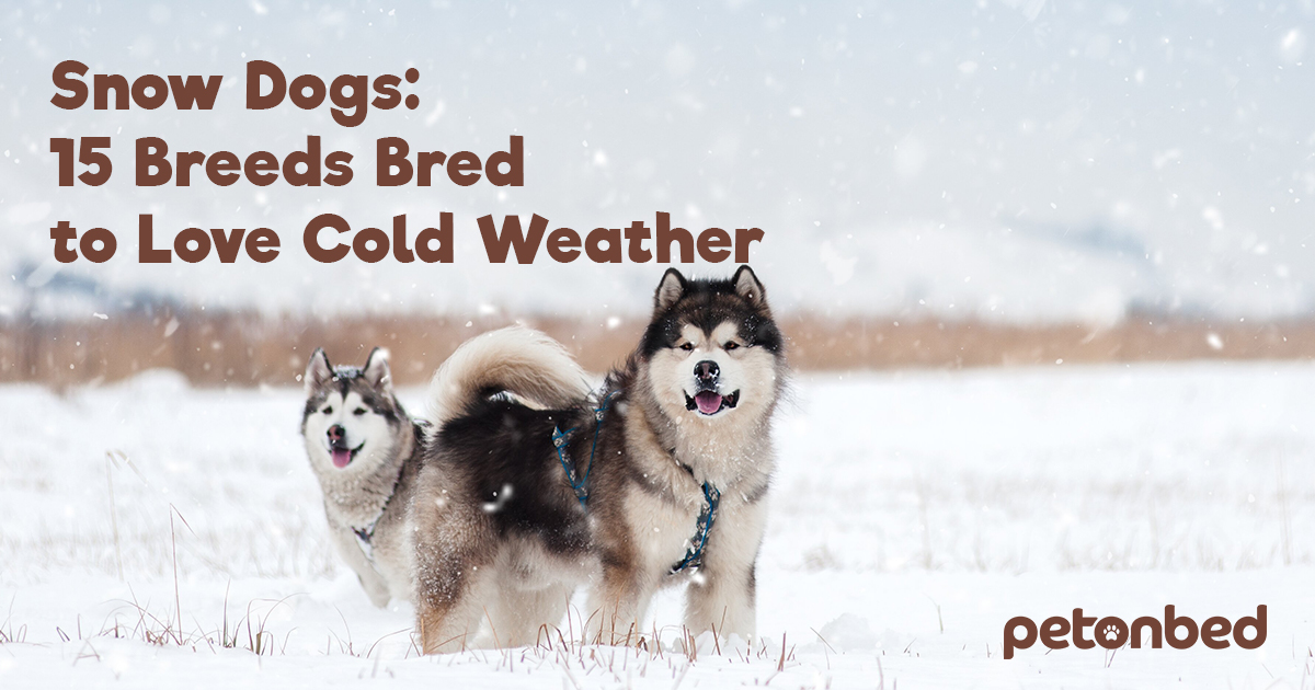 Snow Dogs 15 Breeds Bred to Love Cold Weather • Pet on Bed