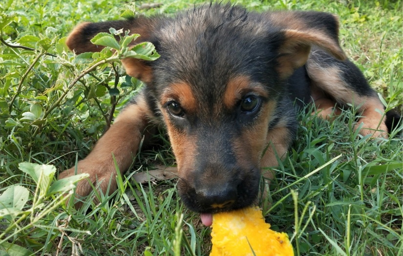 Can Puppies & Dogs Eat Mangoes? • Here's Everything You Need to Know