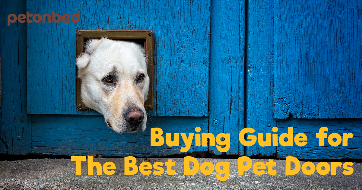Best Dog Pet Doors of 2023 Reviews & Buying Guide Pet On Bed