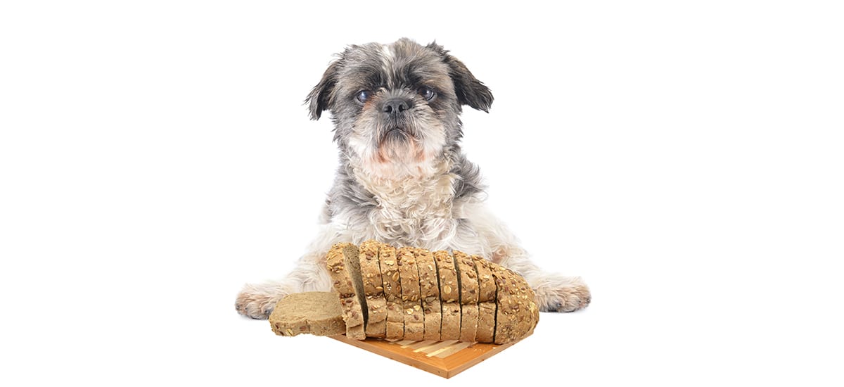 Can Dogs Eat Bread? • Pet on Bed