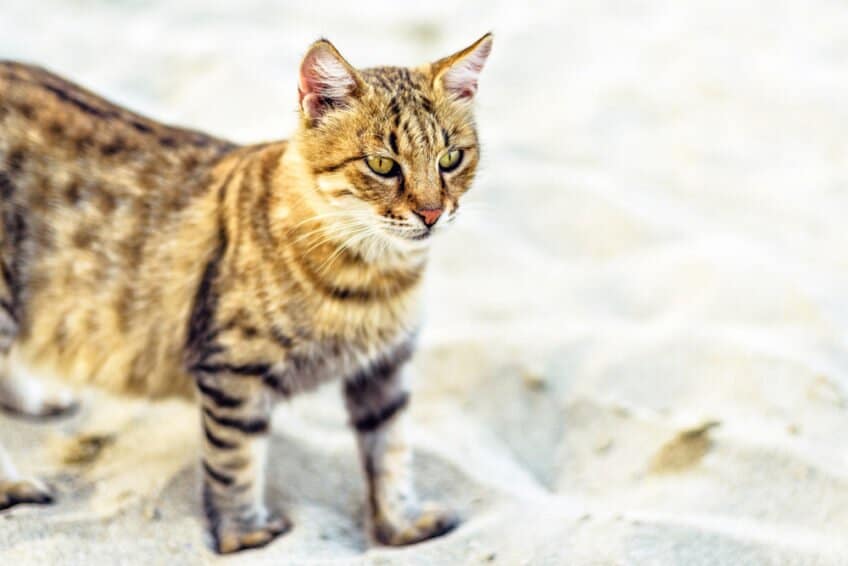 Chinese Li Hua Dragon Li Cat Breed Info, Nutrition, Grooming, Adopting