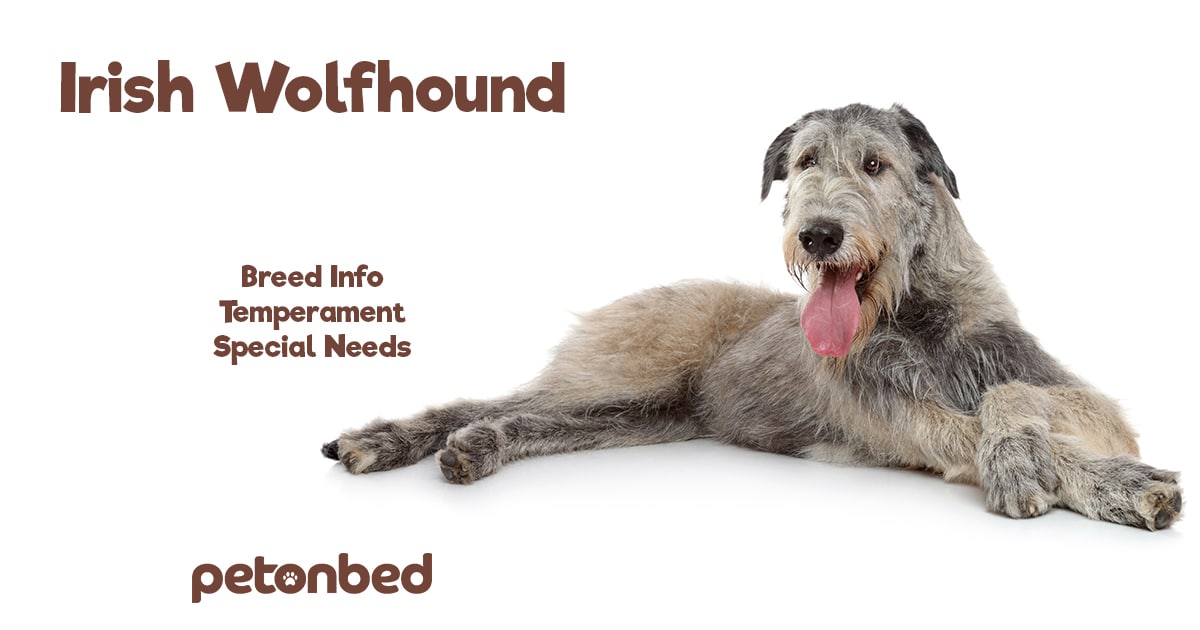 Do Irish Wolfhound Shed