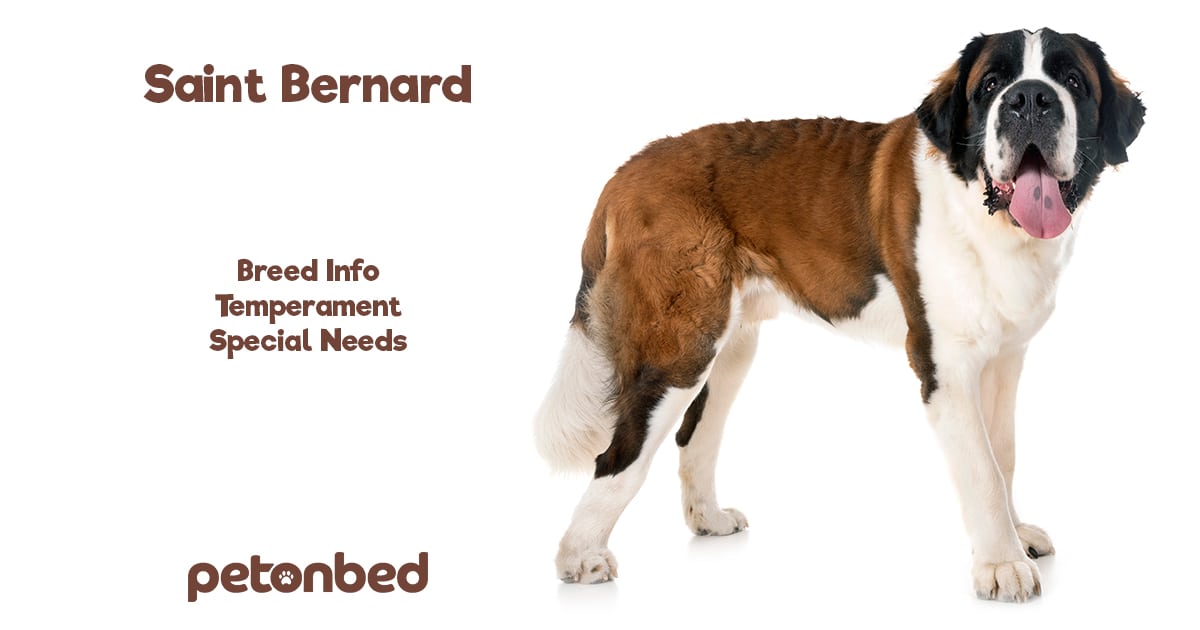 Saint Bernard Dog Breed Info 🐶 Grooming, Rescue Group & Breeders