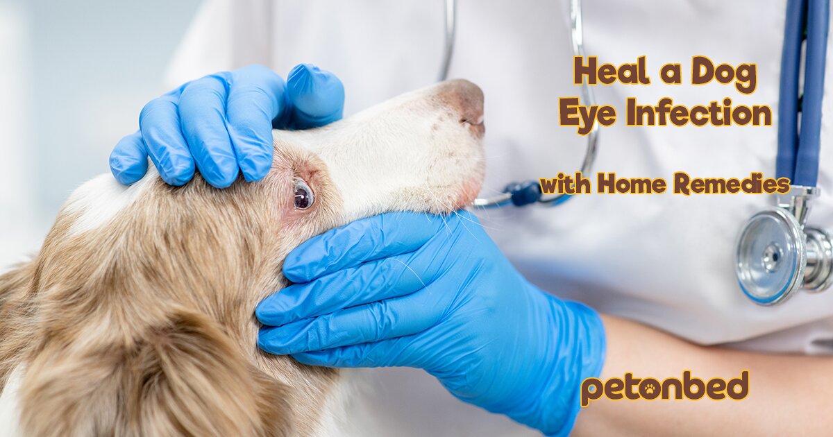 Heal a Nasty Dog Eye Infection with 4 Home Remedies • Pet on Bed