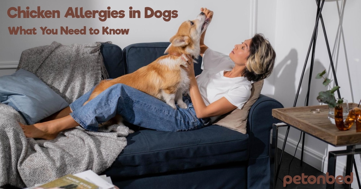 Chicken Allergies in Dogs What You Need to Know • Pet on Bed