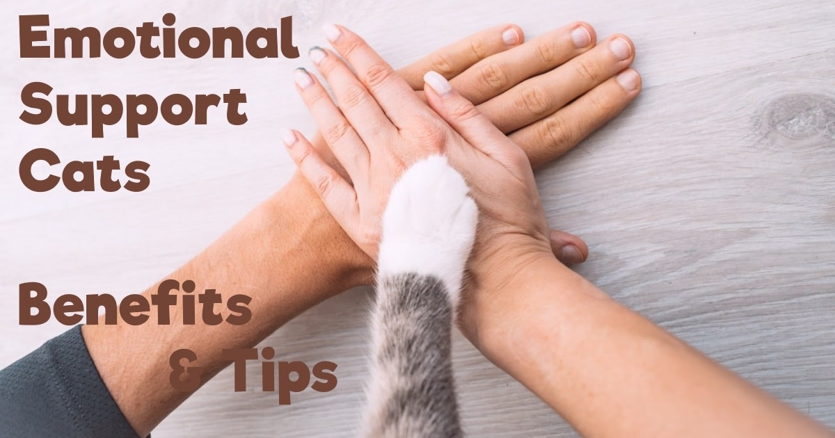 Emotional Support Cats. Benefits & Tips • Pet on Bed