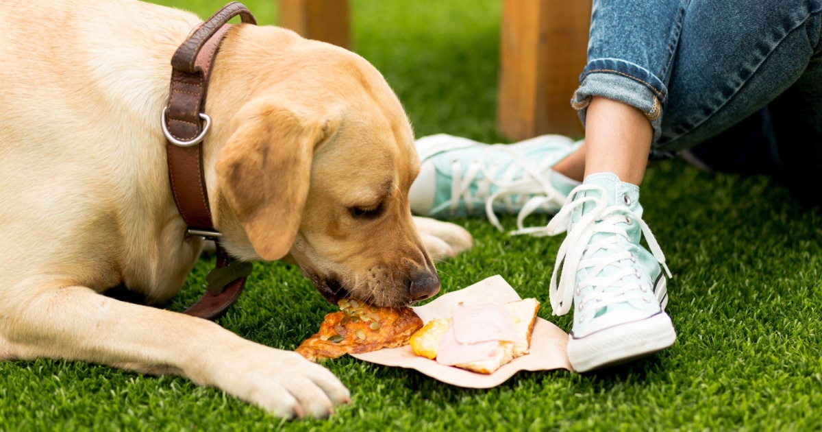 Is it Safe for Dogs to Eat Ravioli? • Pet on Bed
