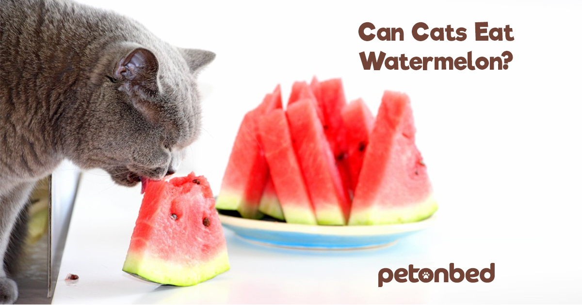 Can Cats Eat Watermelon? 🐱 Are Fruits Safe for Cats?
