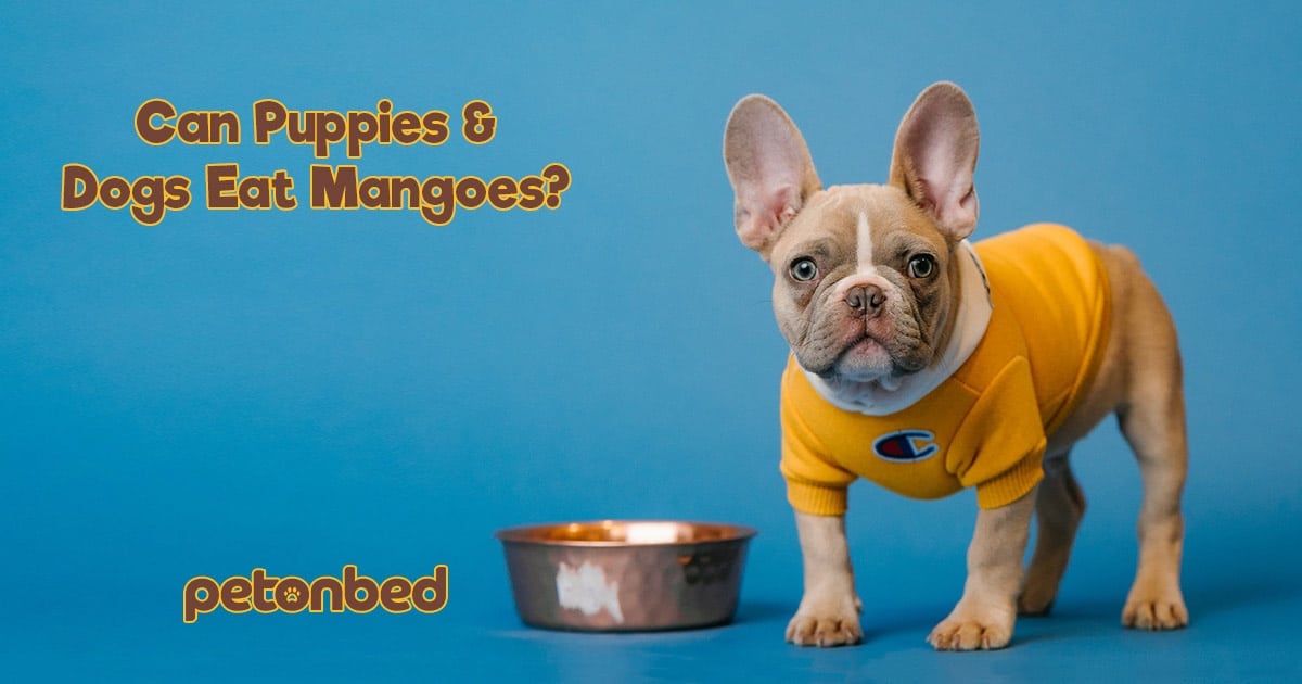 Can Puppies & Dogs Eat Mangoes? • Here's Everything You Need to Know