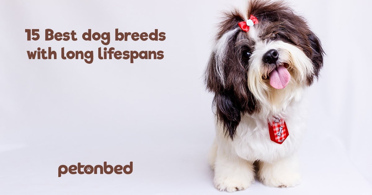 15 Best Dog Breeds With Long Lifespans • Pet on Bed