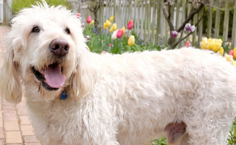 How Often Should You Groom Your Labradoodle? • Pet on Bed