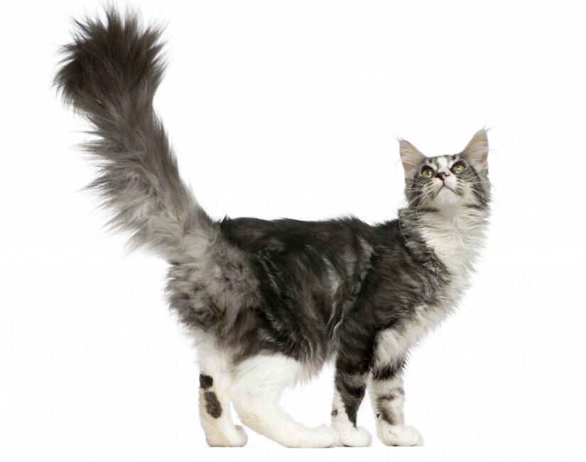 Maine Coon Cat Breed Facts, Pictures, Characteristics, Temperament