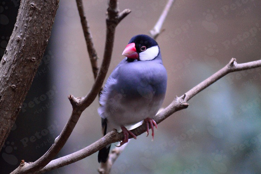 文鳥の寿命を伸ばすポイントは？病気のサイン・予防法を解説 ペットピッ！