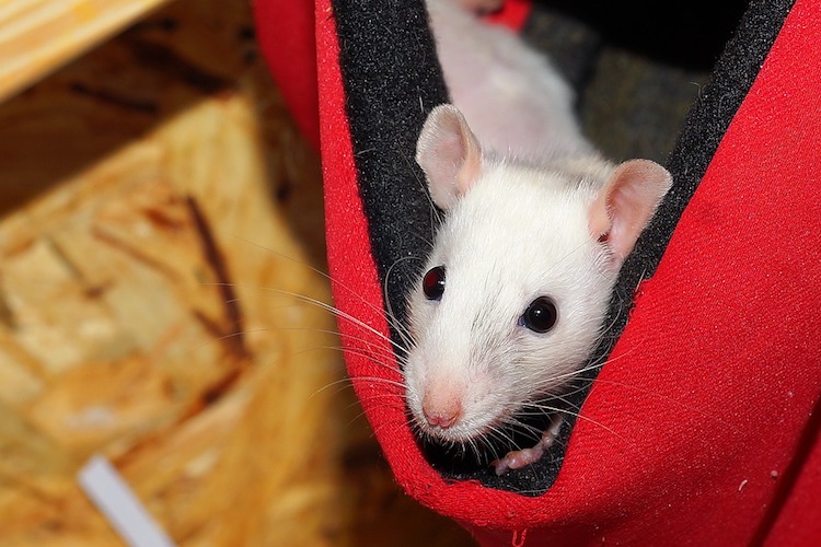 ファンシーラットの飼い方、餌や飼う値段、生態についても徹底まとめ ペットピッ！