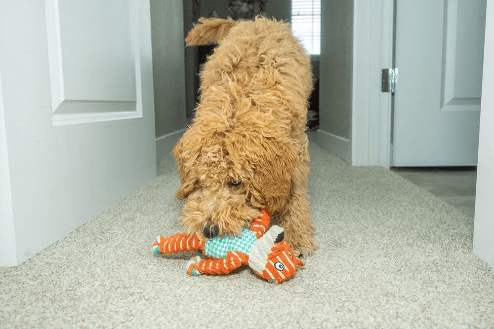 Clean Dog Toys Sanitizing Methods for Pet Safety