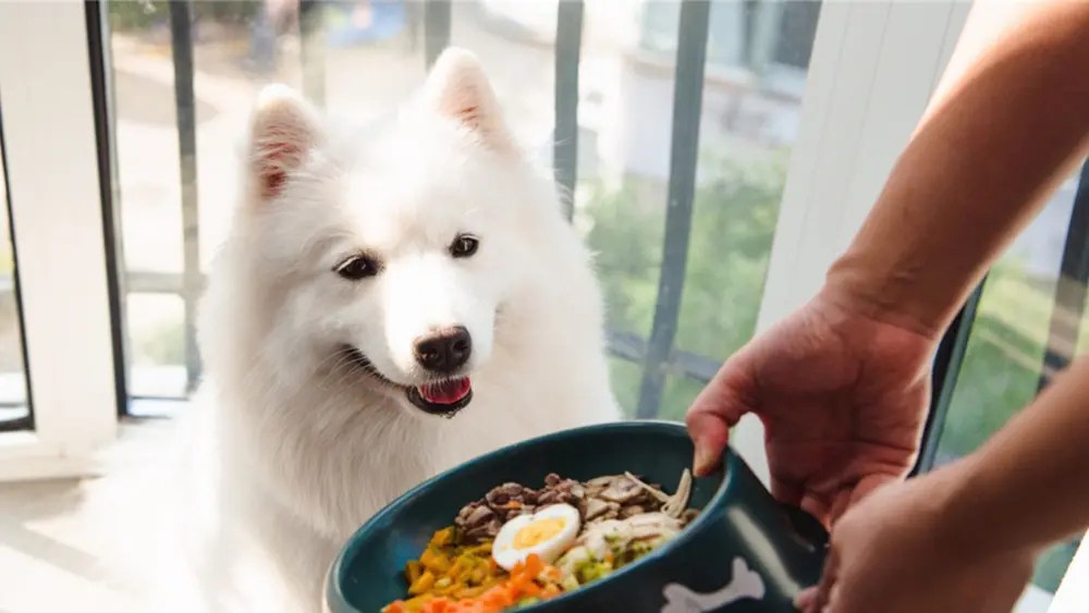 Why Is My Dog Not Eating His Food But Will Eat Treats