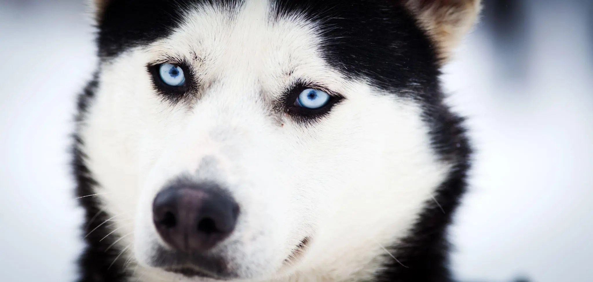 What Colors Do Dogs See Best A Guide to Canine Vision