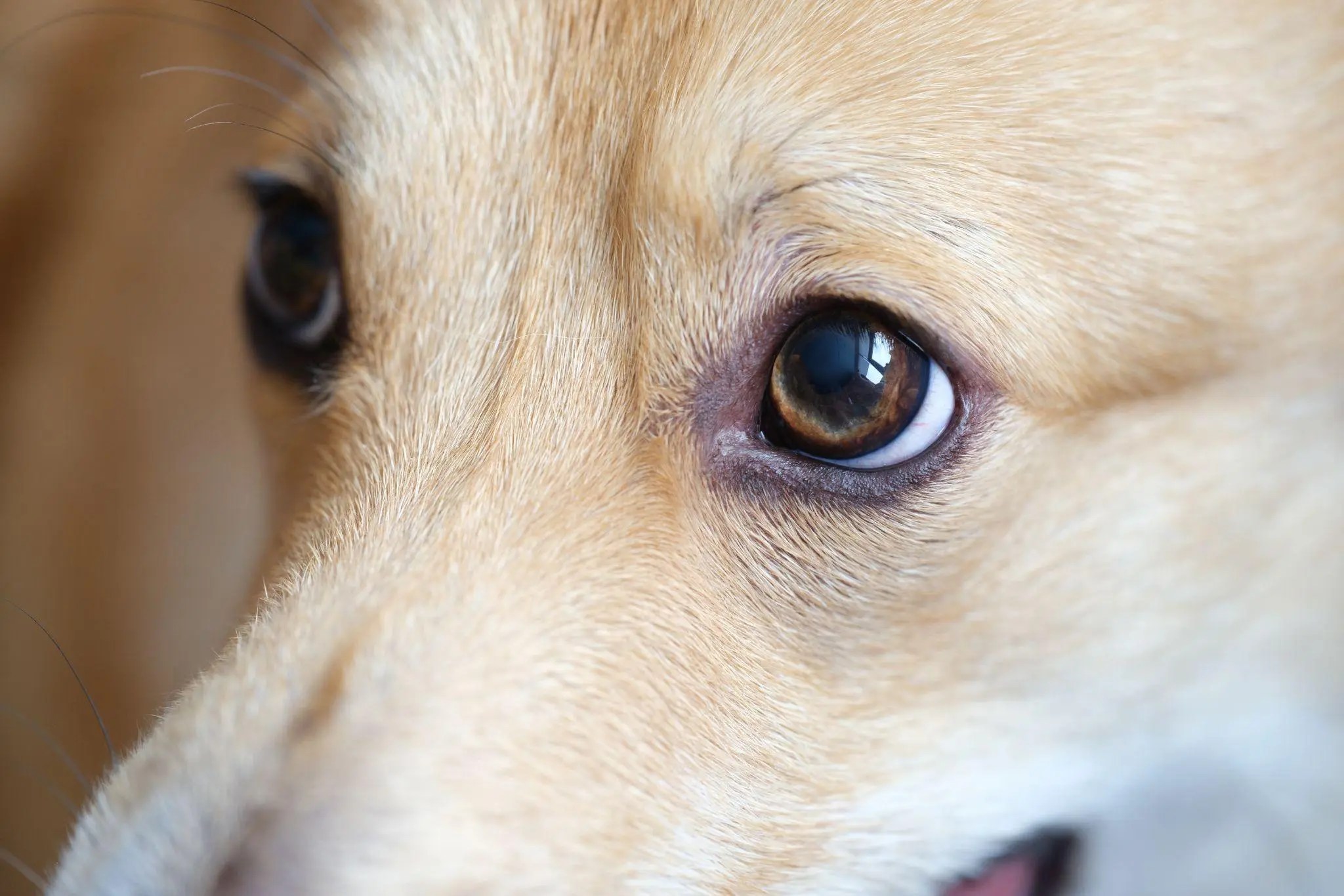 What Colors Do Dogs See Best A Guide to Canine Vision
