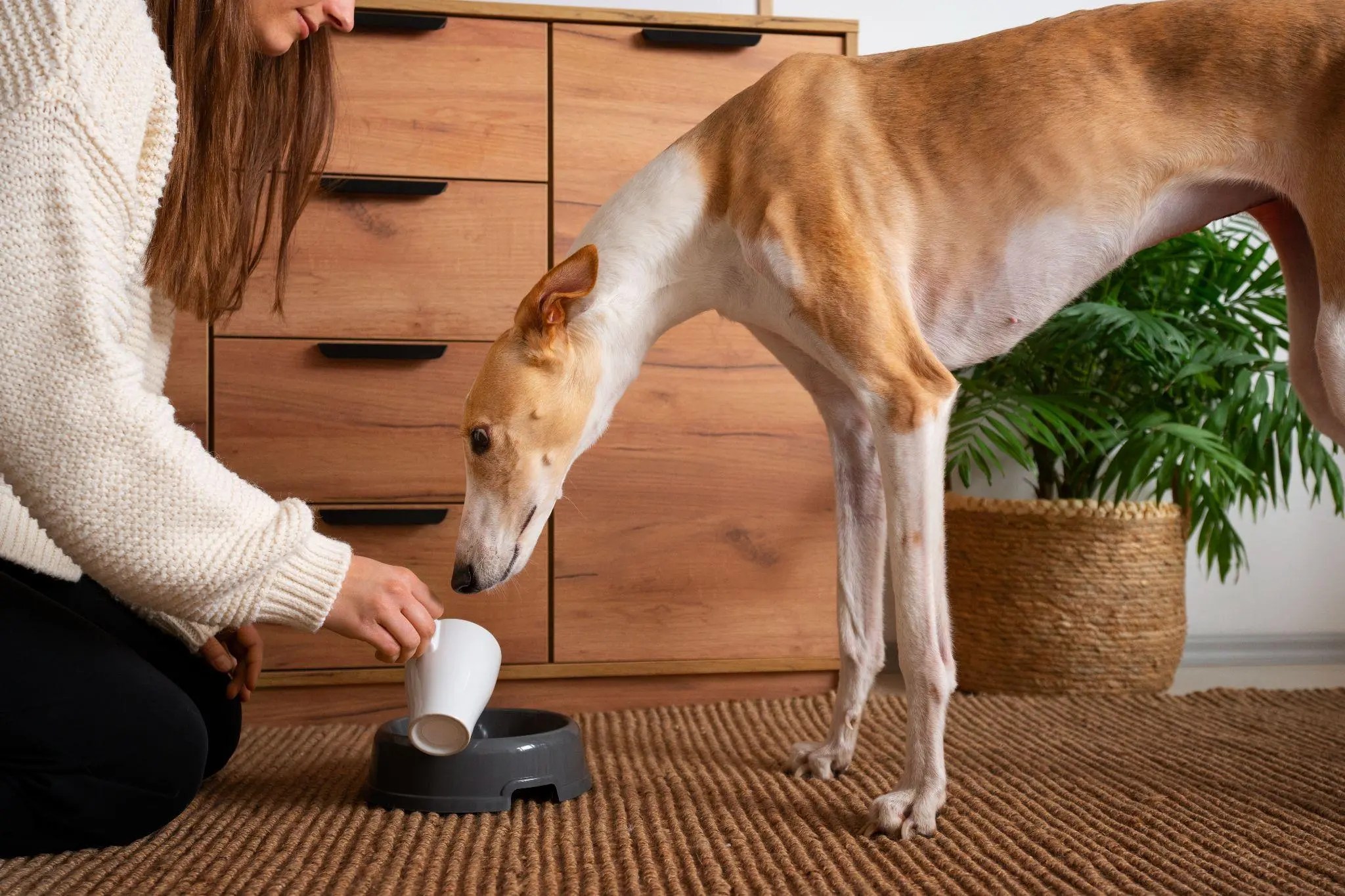 Pros and Cons of Elevated Dog Feeders