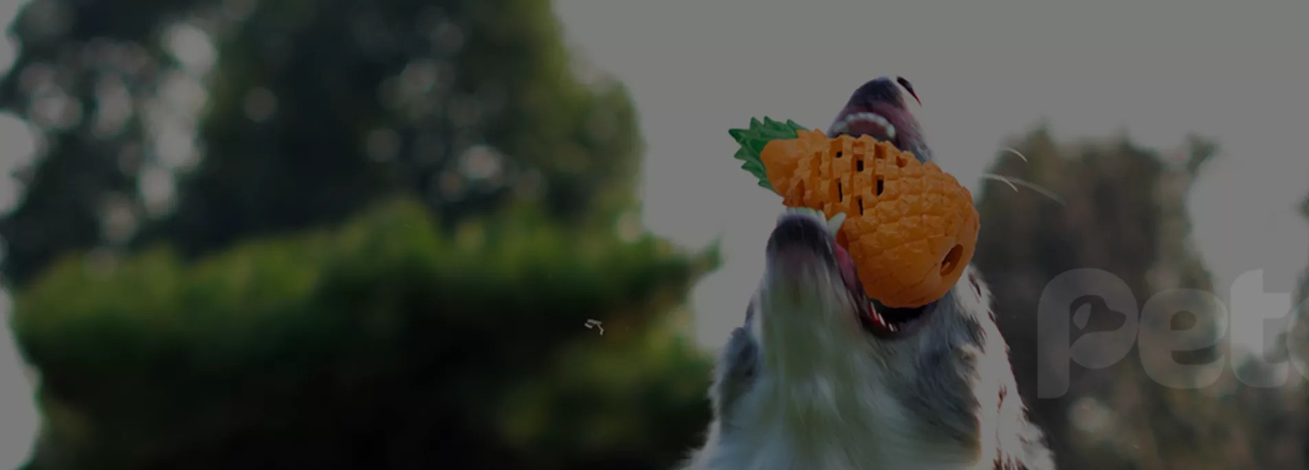 Wholesale Innovative Dog Chew Toys Petopia