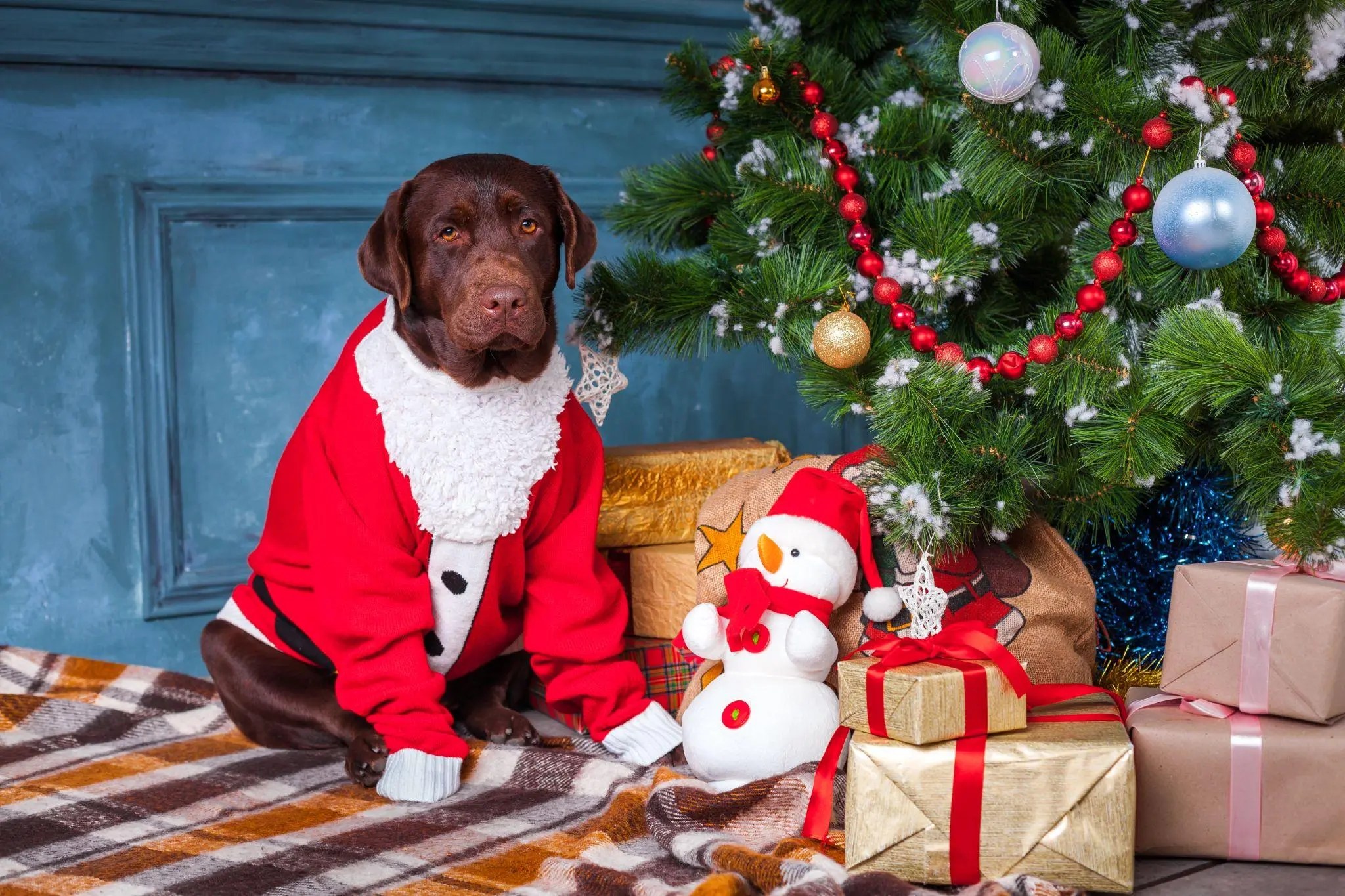 Festive Finds for Pups Top Christmas Toys for Dogs
