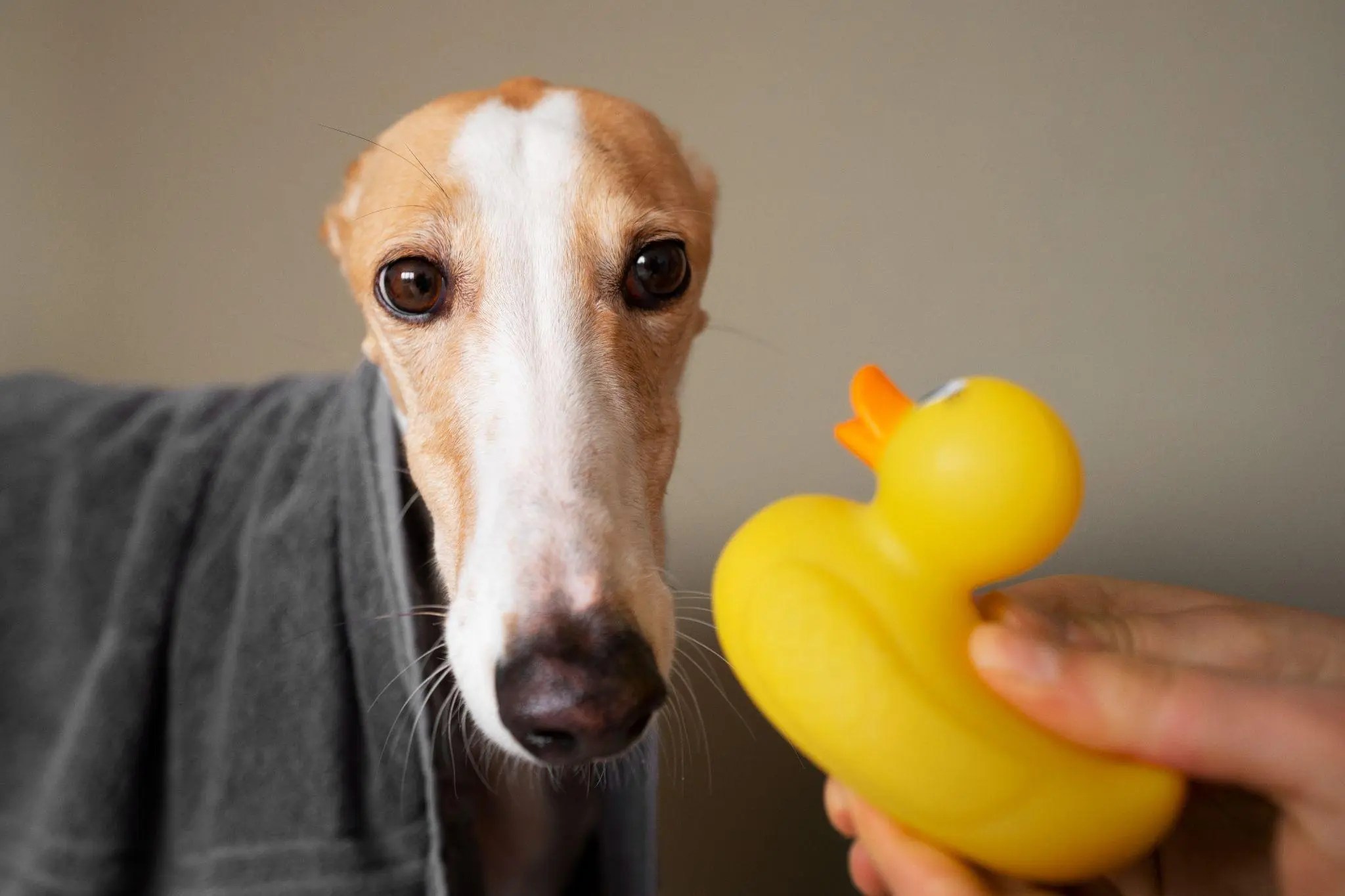 Dog Ate Rubber Toy? Immediate Actions & Effective Tips