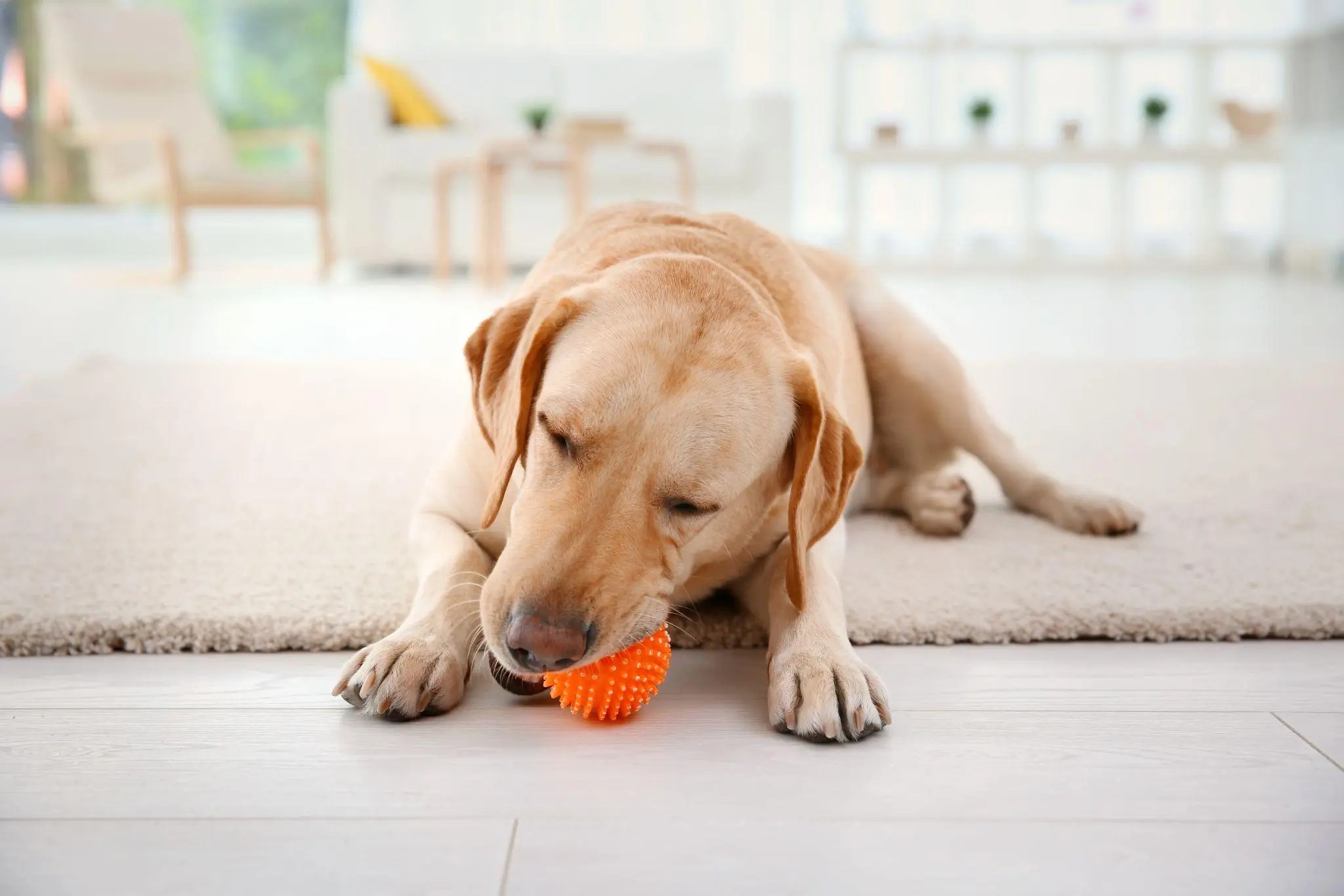 Dog Ate Rubber Toy? Immediate Actions & Effective Tips