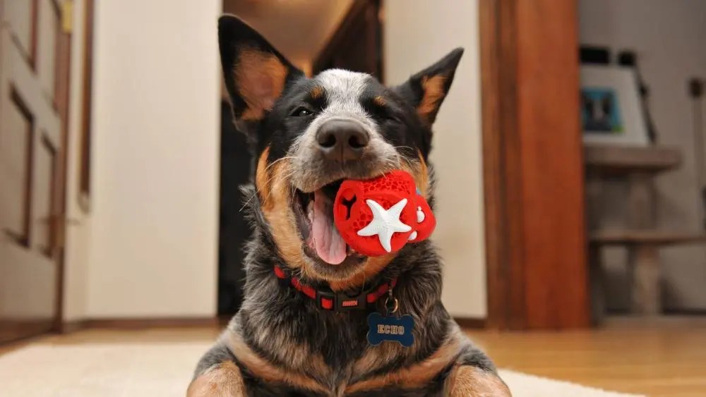 Why Does My Dog Bring Me a Toy When I Get Home?