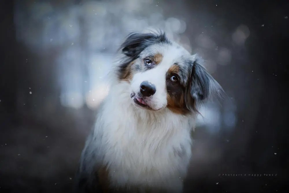 Why does my dog keep shaking his head?