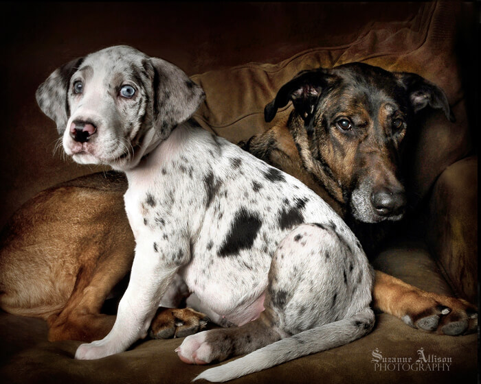 Photography Pet Orphans of Southern California