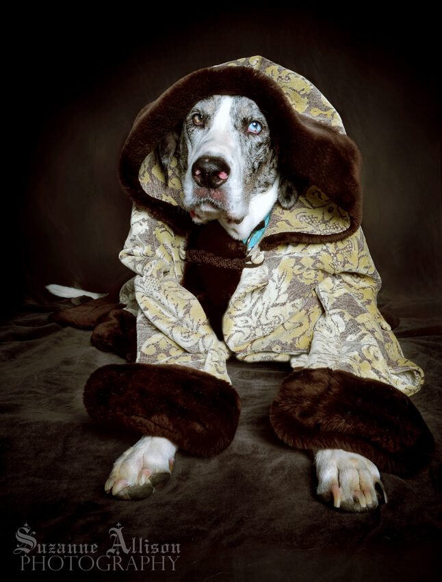 Photography Pet Orphans of Southern California