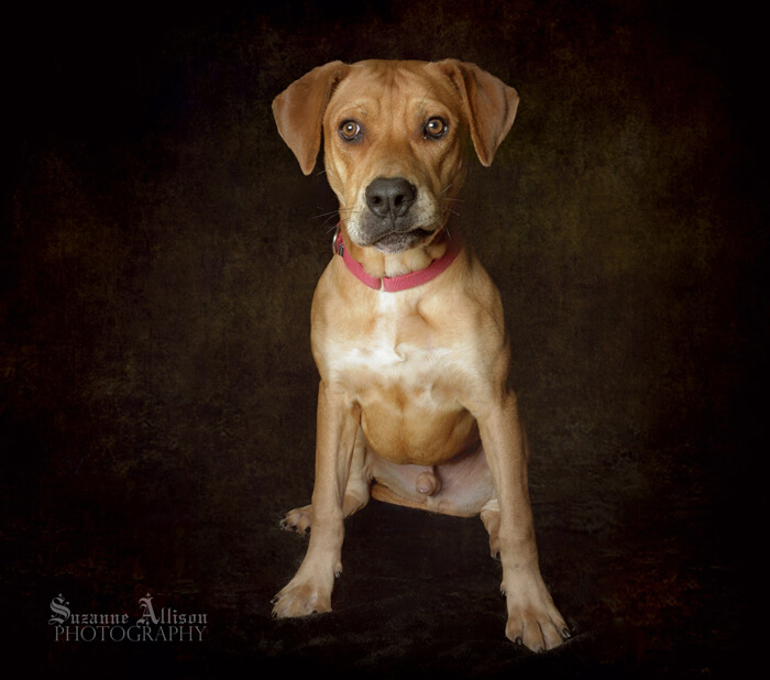 Photography Pet Orphans of Southern California