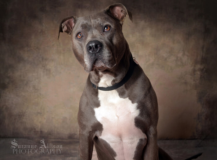 Photography Pet Orphans of Southern California