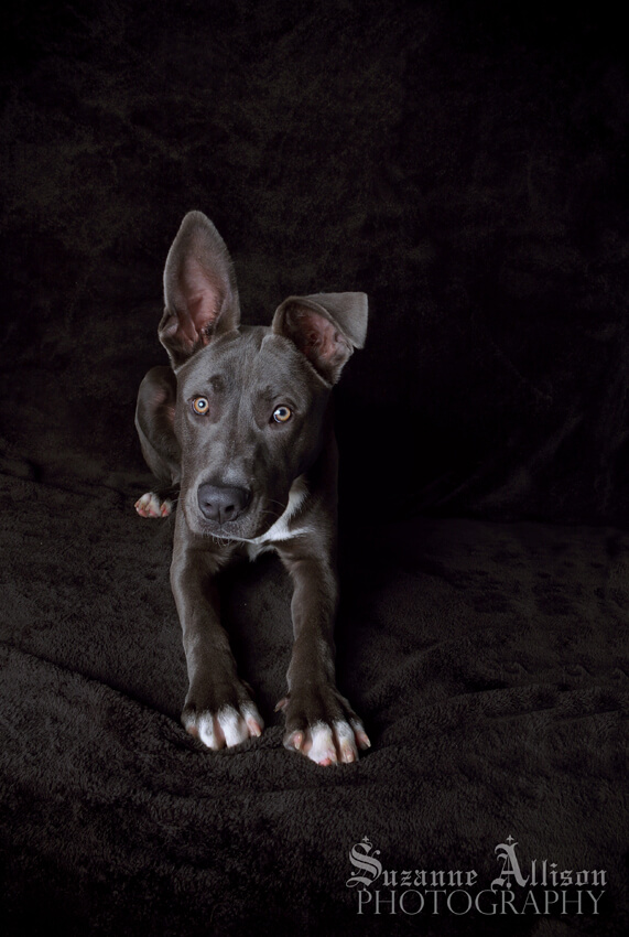 Photography Pet Orphans of Southern California