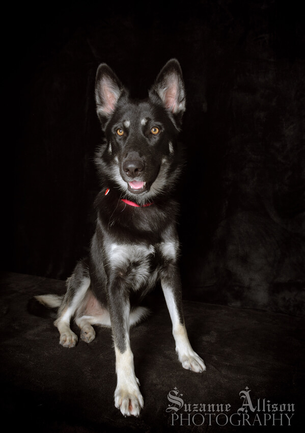 Photography Pet Orphans of Southern California