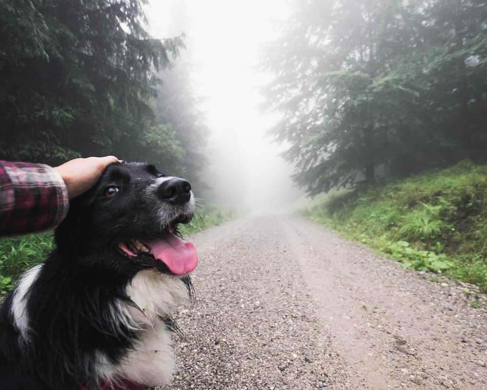 Blasenentzündung Hund Symptome und 4 Hausmittel die