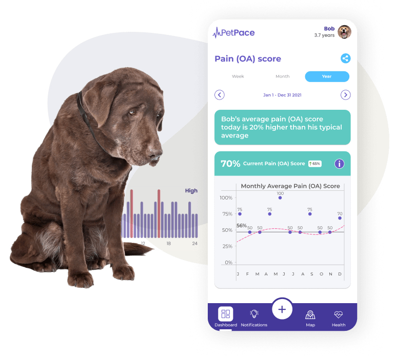 Managing Arthritis in Dogs with Petpace Technology