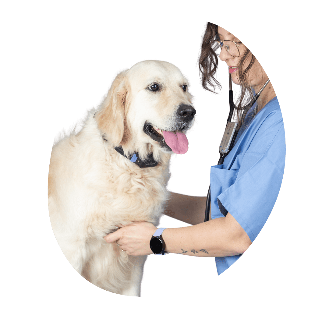 The Importance of Health Testing for Dog Breeding PetPace