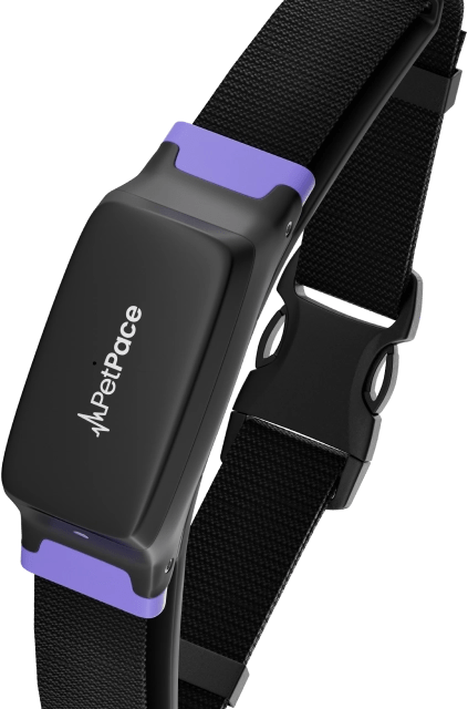 How it works - PetPace