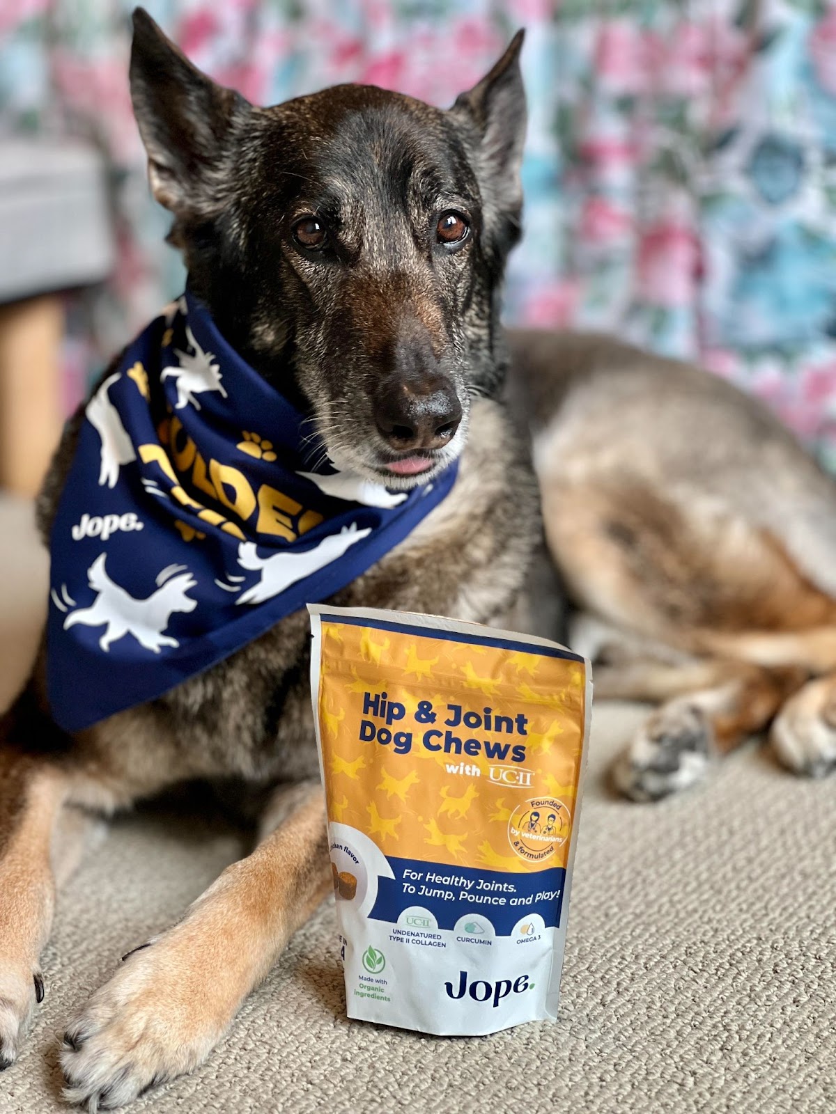 Hip & Joint Pain in Dogs Unveiling the Science Behind Jope’s Dog