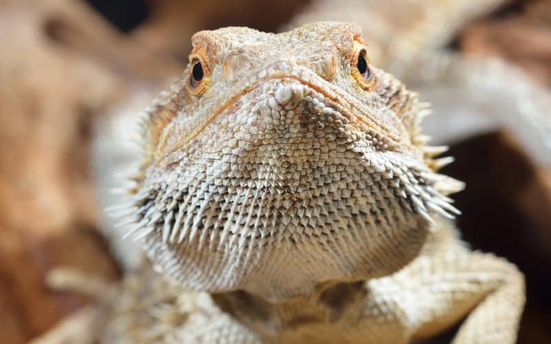 Find The Best Reputable Bearded Dragon Breeders You Can Trust Today