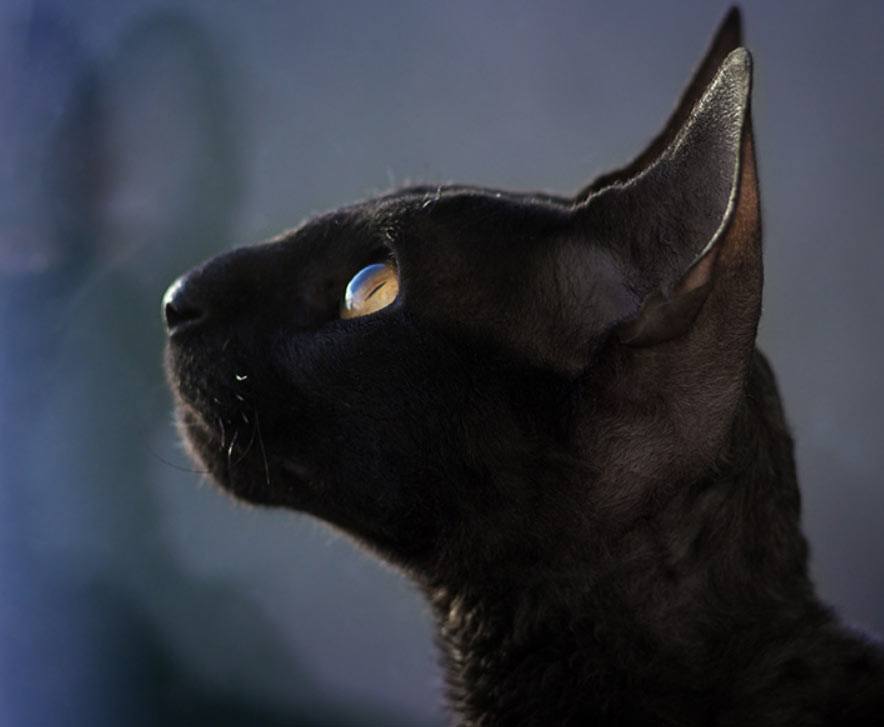 8 Popular Black Cat Breeds (With Pics) Find Out Your Favorite Type Today