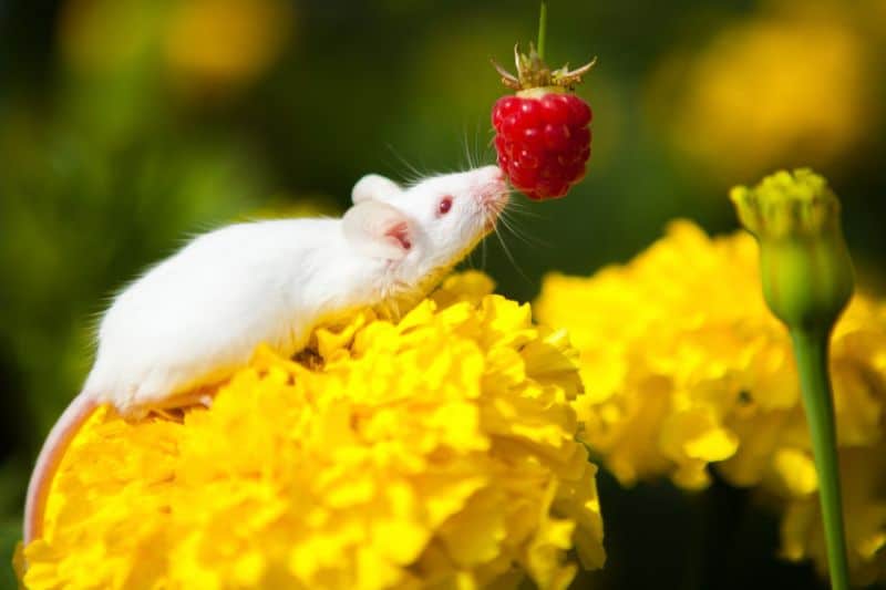 Best Rat Food Brands For Your Pet Rat In 2022 (Happy & Healthy)