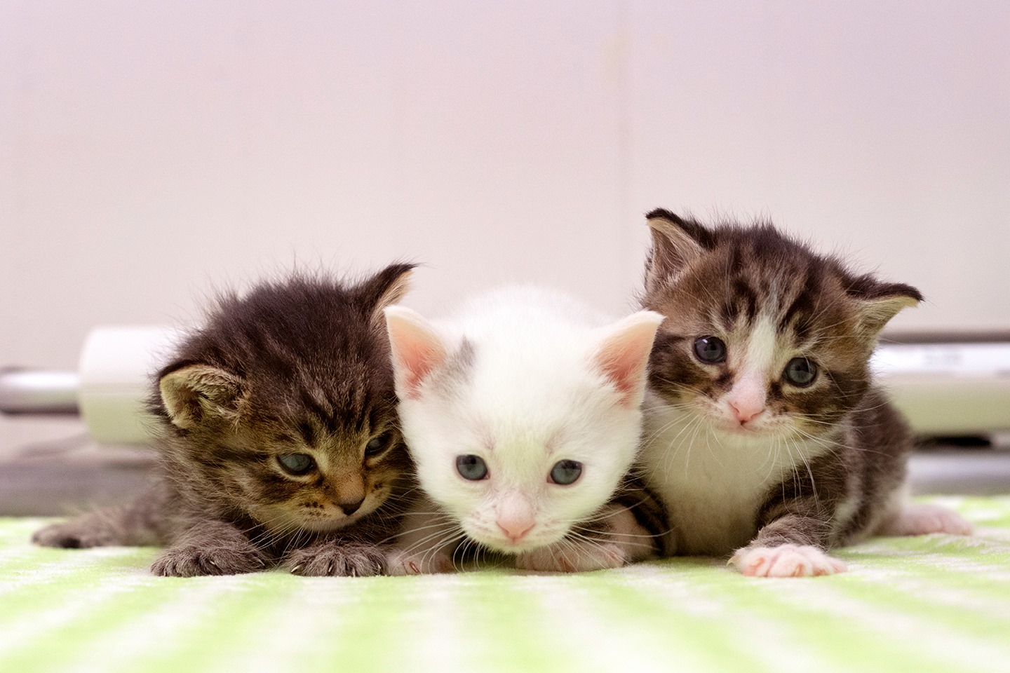 Contact Our Team Pet Pantry of Lancaster