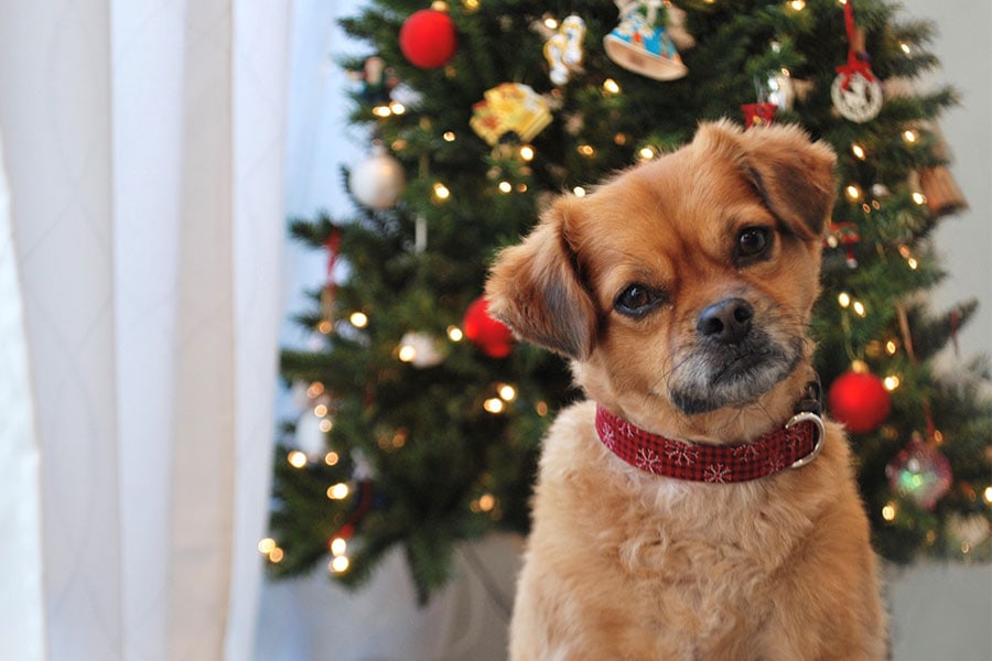 Holiday Pet Sitting Pet Parade Plus Kingston Pet Care